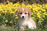 CORGI PEMBROKE 1177